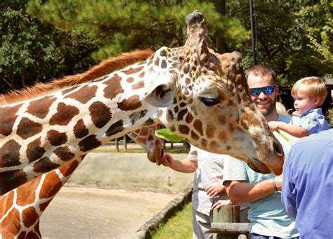 Baton rouge zoo - Location. 3601 Thomas Rd. Baton Rouge LA 70807. Get Directions. Connect with wild animals at BREC's Baton Rouge Zoo! Visit the world-class Realm of the Tiger, featuring …